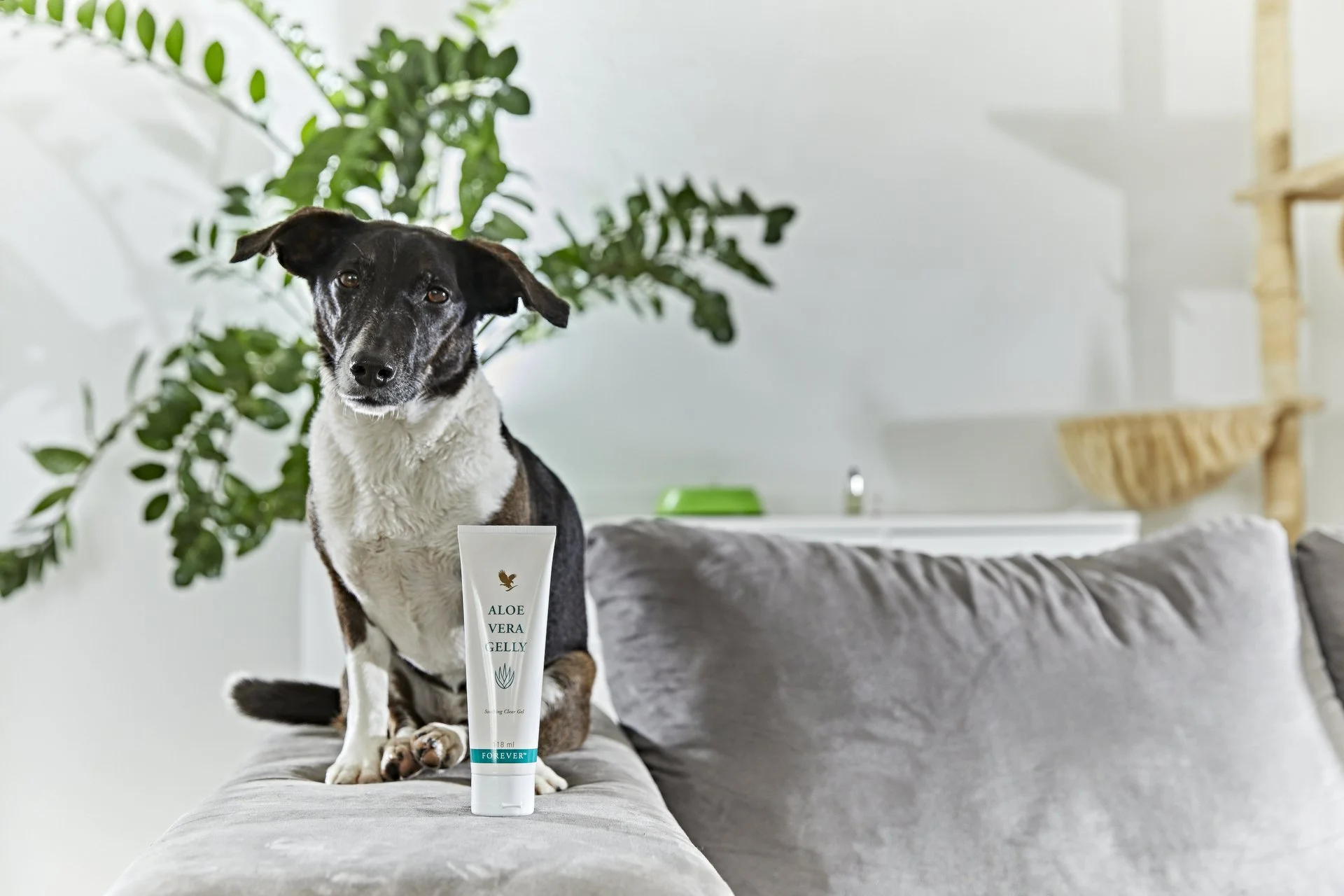 Aloe Vera Gelly - Image 9